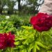 Ficha botánica: Paeonia ‘Karl Rosenfield’, la peonía roja más espectacular