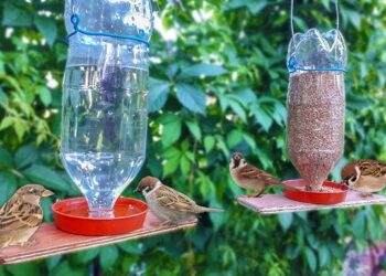 Bebederos para aves: beneficios, tips e ideas para armar el tuyo