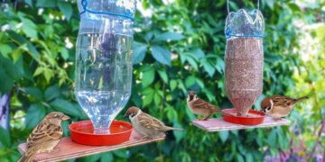 Bebederos para aves: beneficios, tips e ideas para armar el tuyo