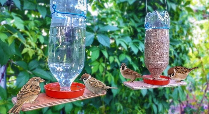 Bebederos para aves: beneficios, tips e ideas para armar el tuyo