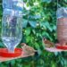 Bebederos para aves: beneficios, tips e ideas para armar el tuyo