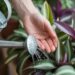 Cómo hidratar tus plantas de interior durante las olas de calor