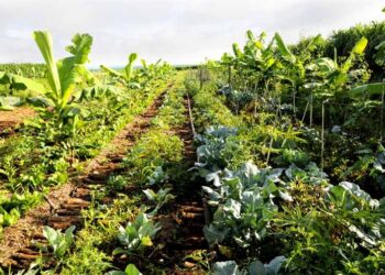 Qué es una huerta sintropica y por qué cada vez más gente apuesta por este método