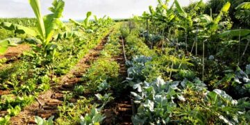 Qué es una huerta sintropica y por qué cada vez más gente apuesta por este método