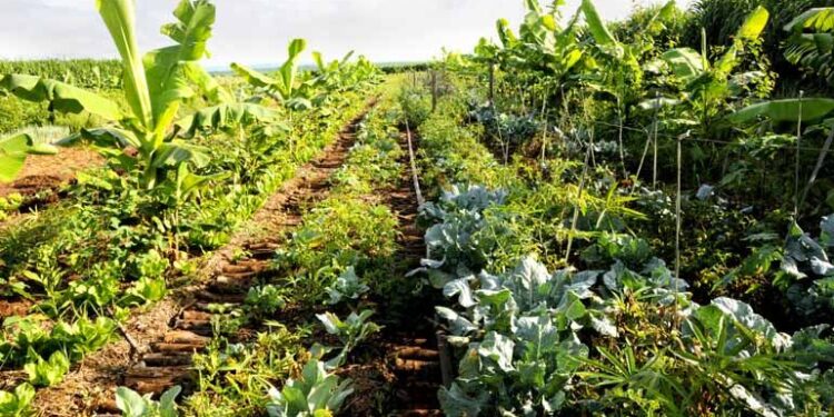 Qué es una huerta sintropica y por qué cada vez más gente apuesta por este método