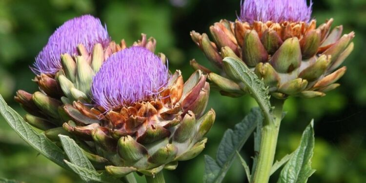 Alcaucil (alcachofa): la planta más noble y generosa para tu huerta