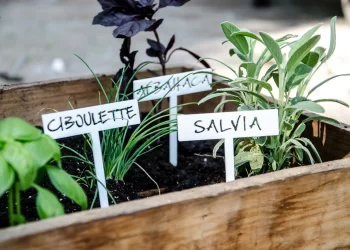 Top 5 aromáticas infalibles para tener en macetas todo el año