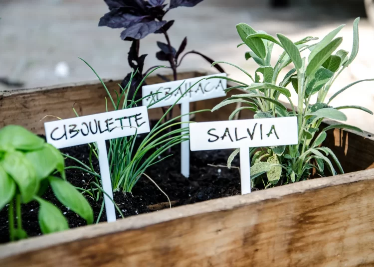 Top 5 aromáticas infalibles para tener en macetas todo el año