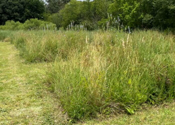 INTA Floricultura: El futuro de la jardinería con plantas nativas y bajo mantenimiento