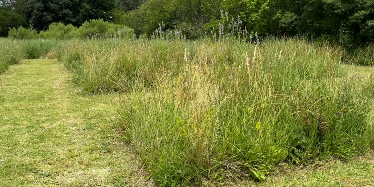 INTA Floricultura: El futuro de la jardinería con plantas nativas y bajo mantenimiento