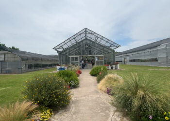 Una mañana en el INTA Castelar donde nacen nuevas variedades ornamentales nativas