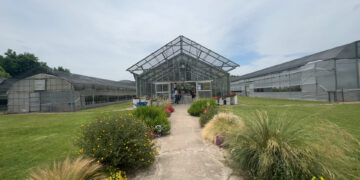 Una mañana en el INTA Castelar donde nacen nuevas variedades ornamentales nativas