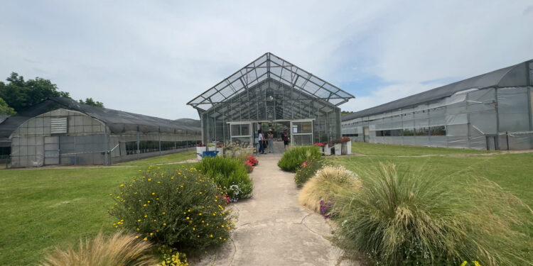 Una mañana en el INTA Castelar donde nacen nuevas variedades ornamentales nativas