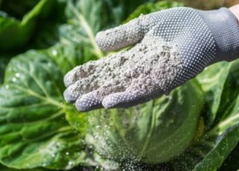 Plagas más comunes del verano y cómo controlarlas sin químicos