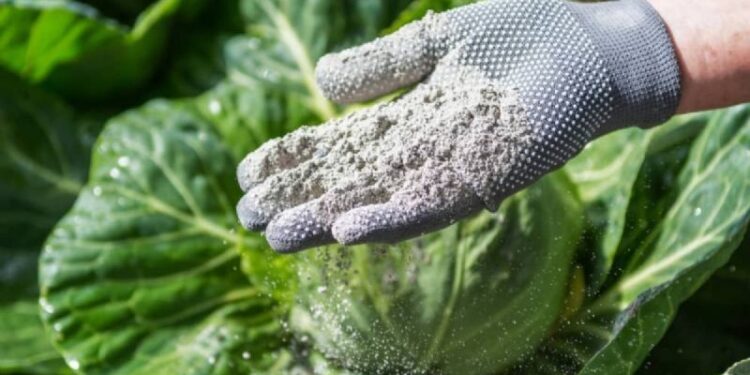 Plagas más comunes del verano y cómo controlarlas sin químicos