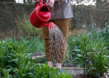 Riego profundo vs riego superficial: cuál es la diferencia y cuál necesita tu huerta