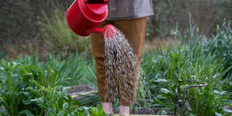 Riego profundo vs riego superficial: cuál es la diferencia y cuál necesita tu huerta