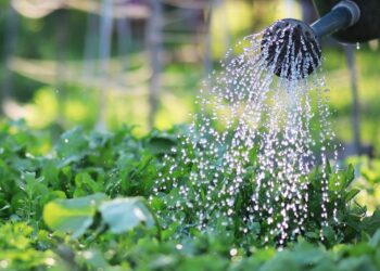 Riego en la huerta: claves de un experto para no fallar en verano