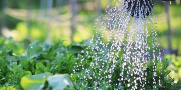 Riego en la huerta: claves de un experto para no fallar en verano