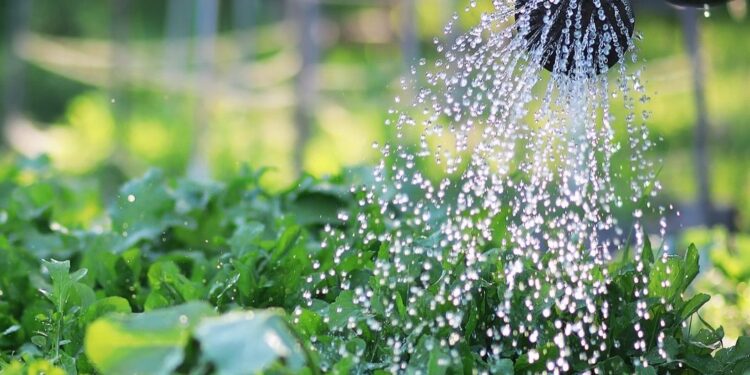 Riego en la huerta: claves de un experto para no fallar en verano