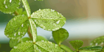 Trampa cromática para moscas blancas: qué es y cómo funciona
