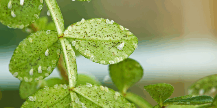 Trampa cromática para moscas blancas: qué es y cómo funciona