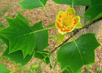 Tulipanero: el árbol que sorprende cuando florece (y enamora en otoño)