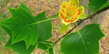 Tulipanero: el árbol que sorprende cuando florece (y enamora en otoño)