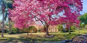 El lapacho: Un nativo con estructura y diseño para nuestros proyectos