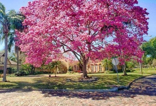 El lapacho: Un nativo con estructura y diseño para nuestros proyectos