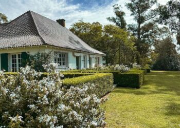 Los Acer palmatum de Estancia Ave María: Eduardo Staforini explica cómo lograrlos, fertilizarlos y mantenerlos