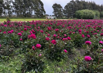 Peonías: el secreto de un experto para que duren más como flor de corte