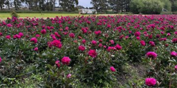 Peonías: el secreto de un experto para que duren más como flor de corte