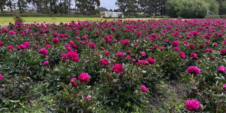 Peonías: el secreto de un experto para que duren más como flor de corte