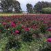Peonías: el secreto de un experto para que duren más como flor de corte