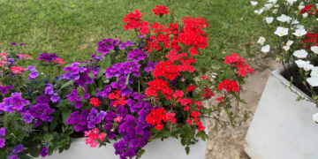 El paisaje real: Cómo las nativas pasan del ensayo al diseño de jardines