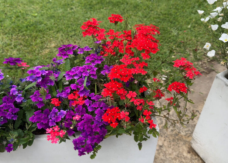 El paisaje real: Cómo las nativas pasan del ensayo al diseño de jardines