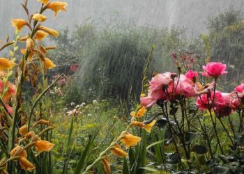 Agua de lluvia en el jardín: qué mirar después de que llueve y cómo aprovecharla mejor
