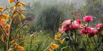 Agua de lluvia en el jardín: qué mirar después de que llueve y cómo aprovecharla mejor
