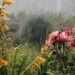 Agua de lluvia en el jardín: qué mirar después de que llueve y cómo aprovecharla mejor