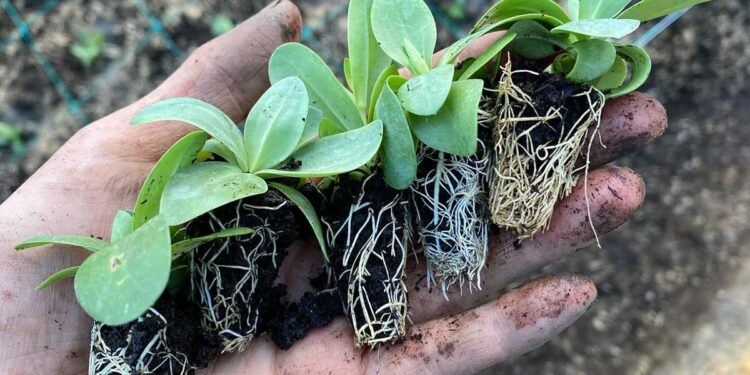 Qué es un plug y por qué cada vez más jardineros lo eligen para sembrar