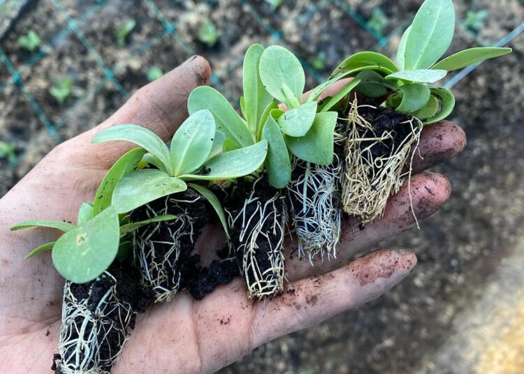 Qué es un plug y por qué cada vez más jardineros lo eligen para sembrar