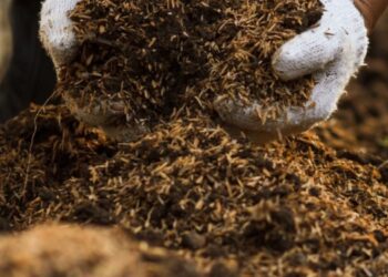 Sustratos y tecnología del INTA: El éxito del cultivo empieza por lo que no se ve