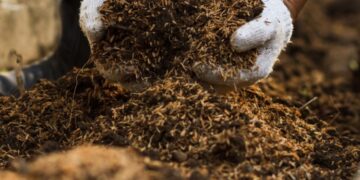 Sustratos y tecnología del INTA: El éxito del cultivo empieza por lo que no se ve