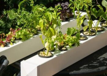 Hidroponia y diseño: El sistema del INTA para producir sin depender del suelo