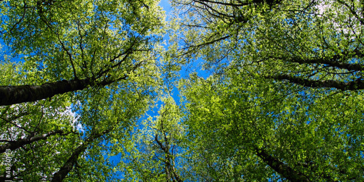 Descubre Cómo y cuando fertilizar árboles para un crecimiento óptimo