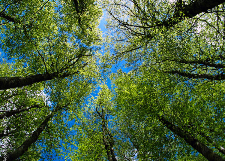 Descubre Cómo y cuando fertilizar árboles para un crecimiento óptimo