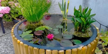 Mini estanques en casa: cómo sumar agua al jardín sin desperdiciar recursos