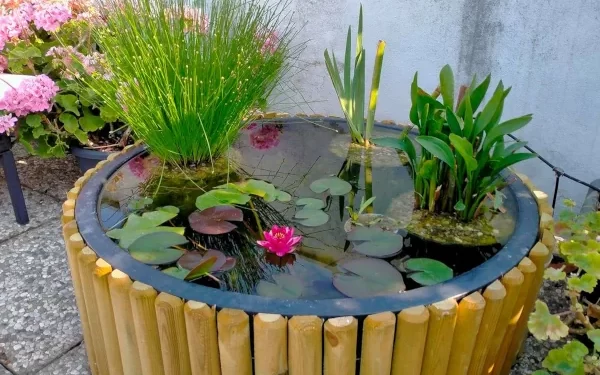 Mini estanques en casa: cómo sumar agua al jardín sin desperdiciar recursos