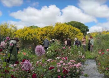 De Raíz en Tandíl: El refugio de Mingo donde los yuyos tienen permiso para expresarse